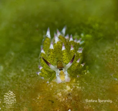 Costasiella kuroshimae - Romblon, PH