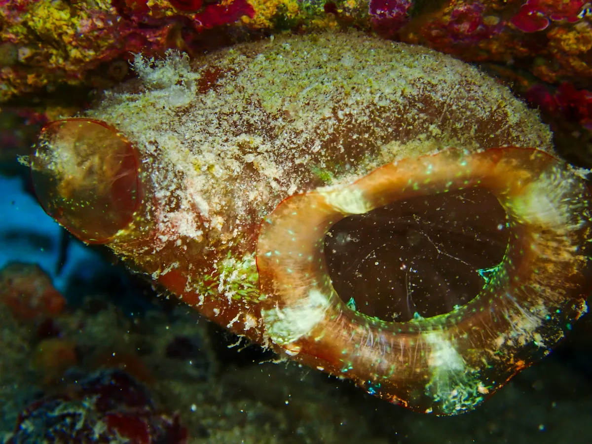 Polycarpa Mytiligera