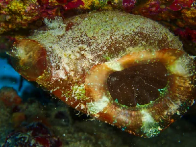 Polycarpa Mytiligera