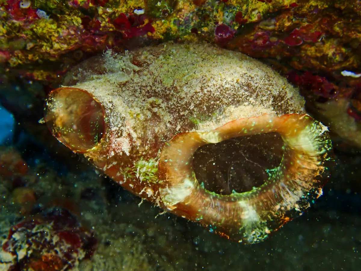 Polycarpa Mytiligera