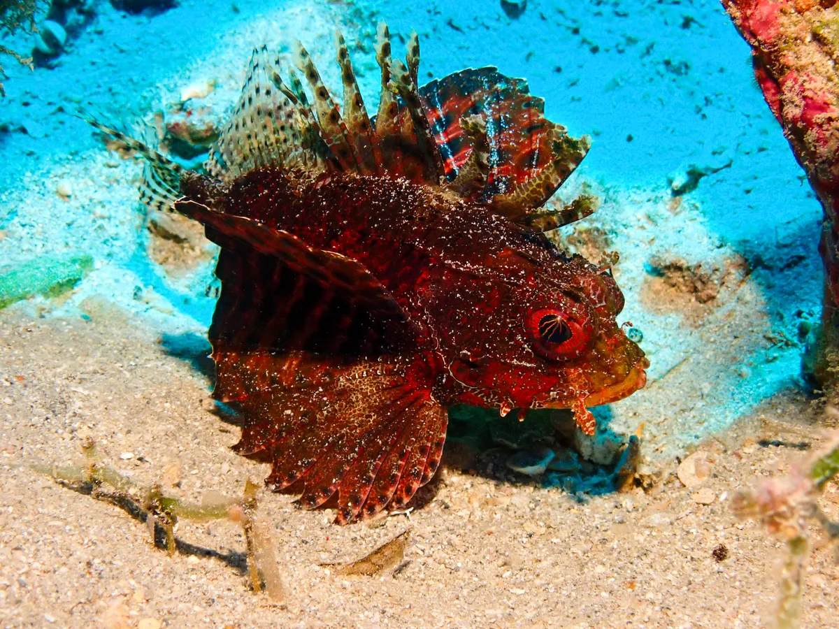 Shortfin Dwarf Lionfish