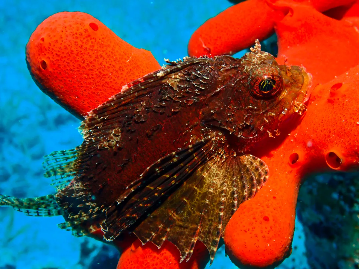 Shortfin Dwarf Lionfish