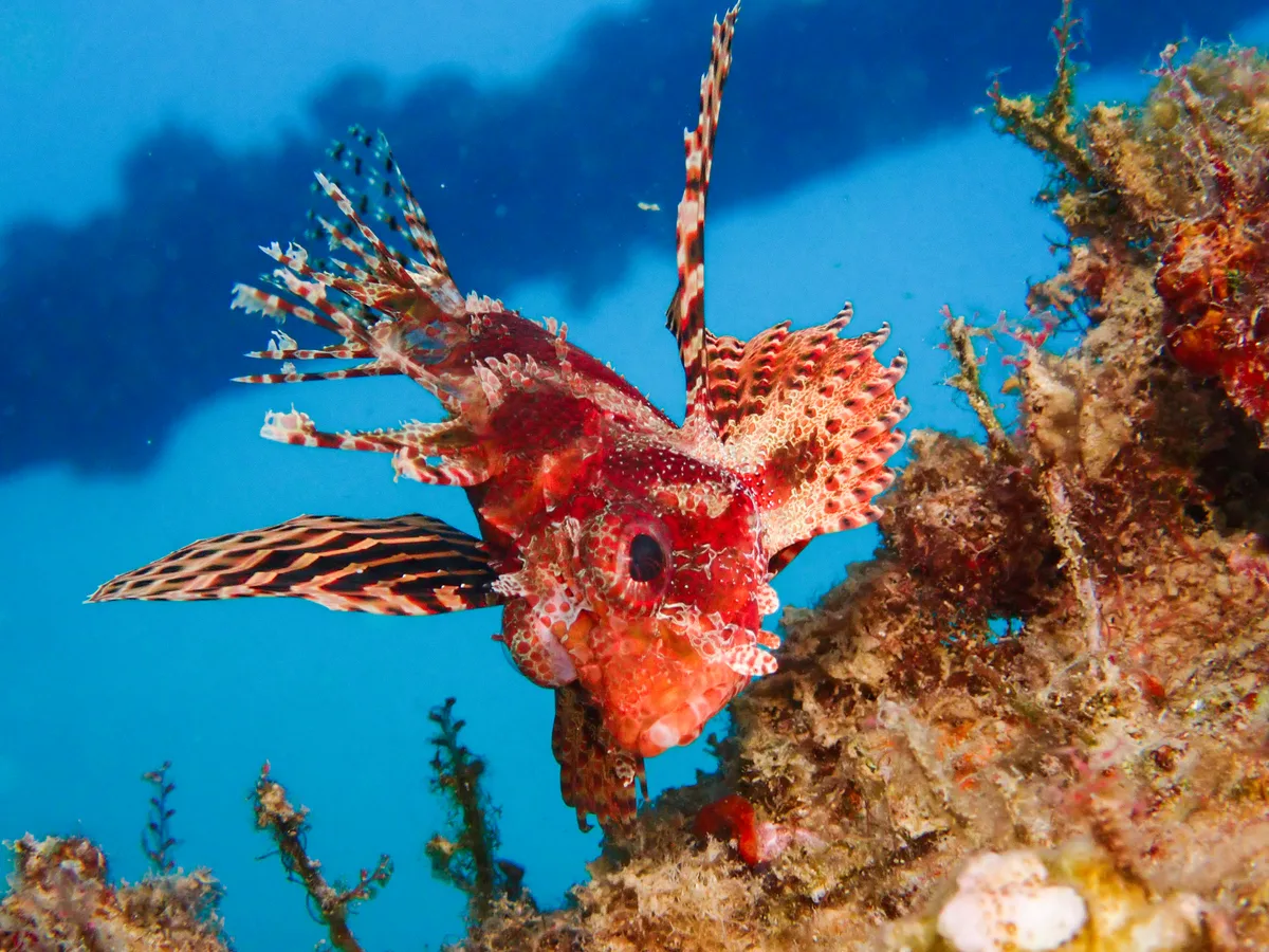 Shortfin Dwarf Lionfish