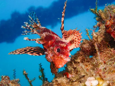 Shortfin Dwarf Lionfish