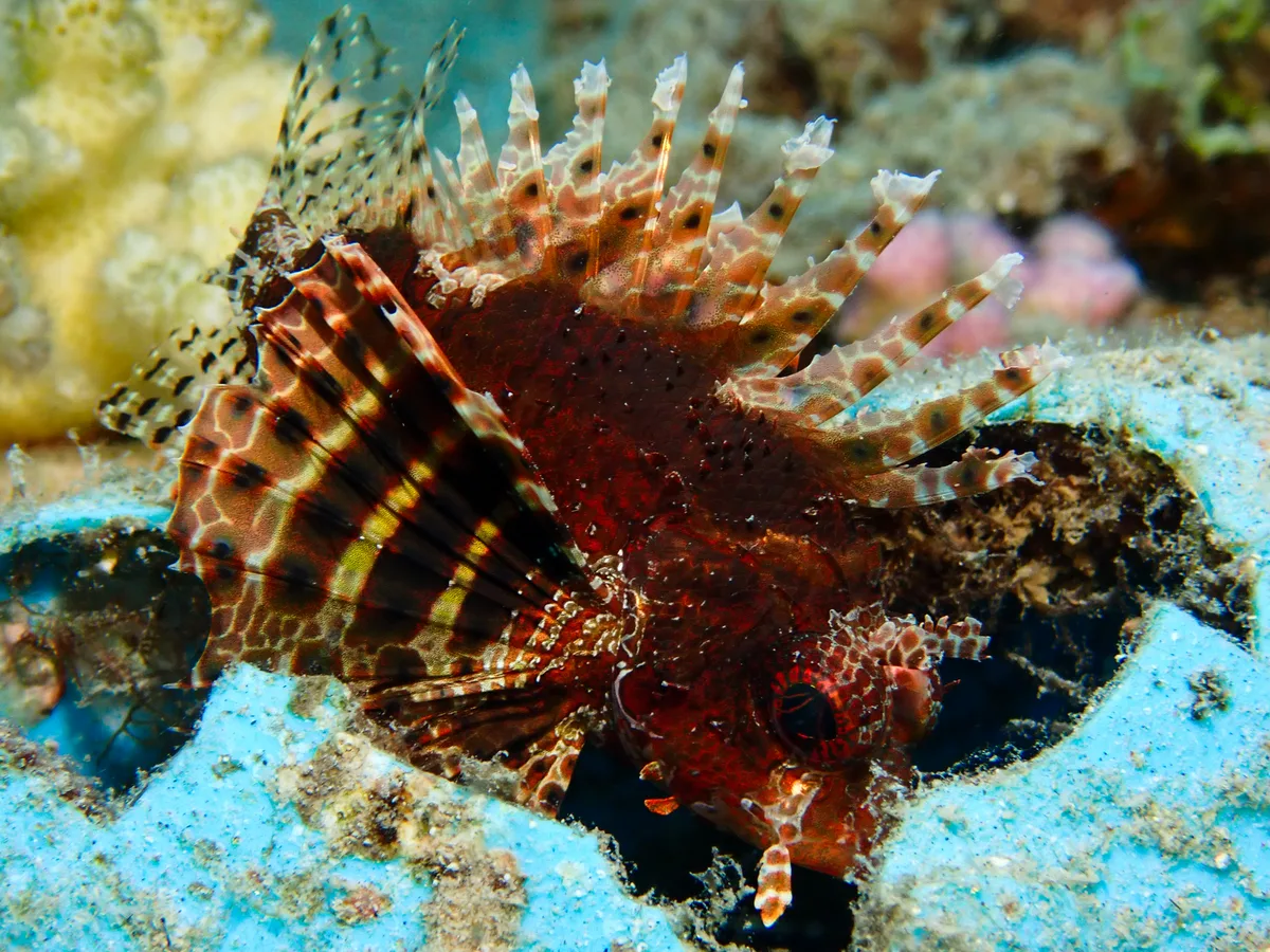 Shortfin Dwarf Lionfish