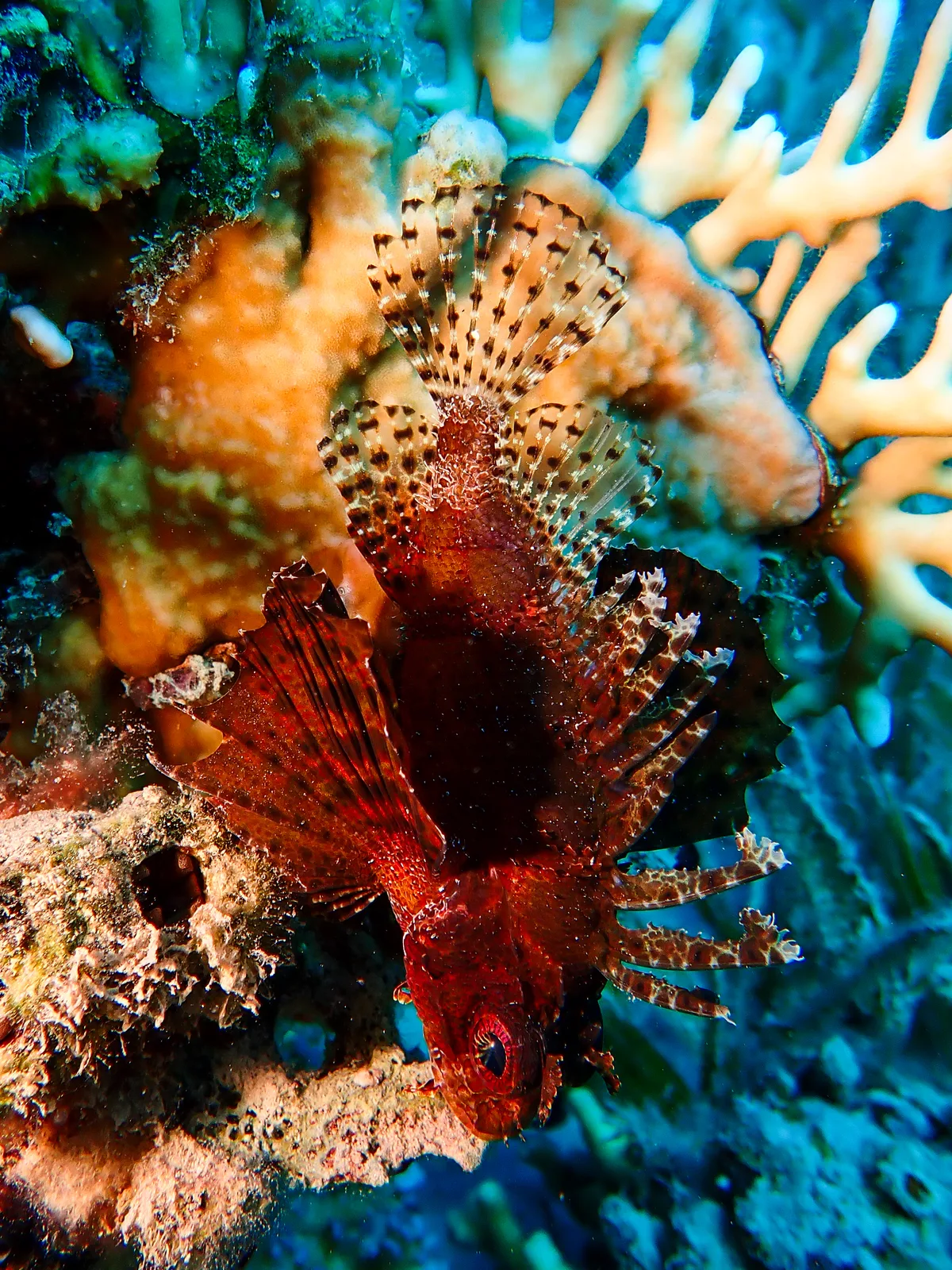 Shortfin Dwarf Lionfish