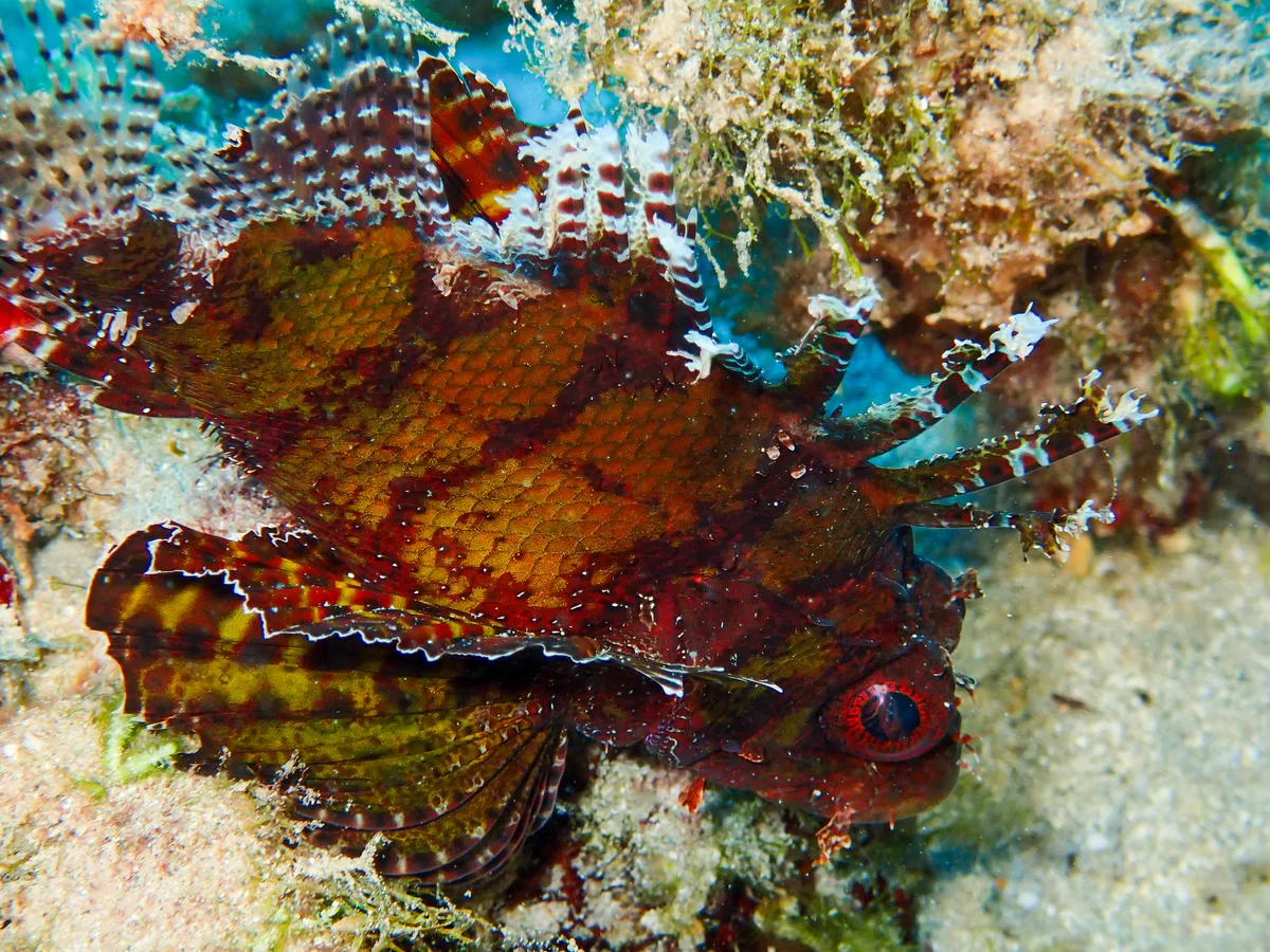 Shortfin Dwarf Lionfish