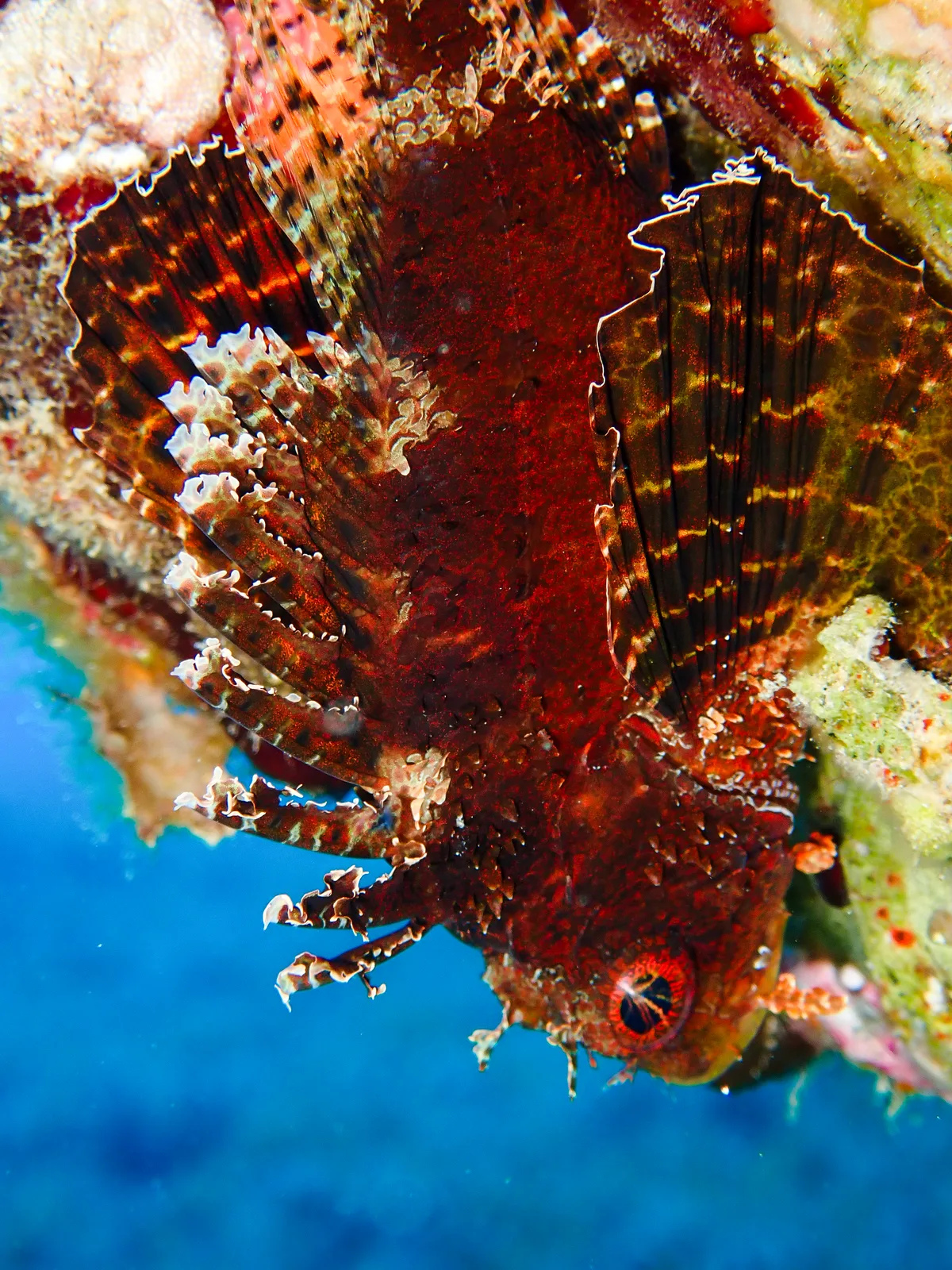 Shortfin Dwarf Lionfish