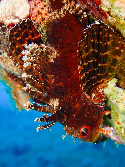 Shortfin Dwarf Lionfish