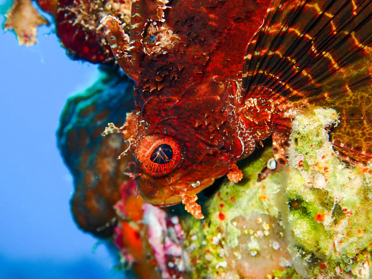 Shortfin Dwarf Lionfish