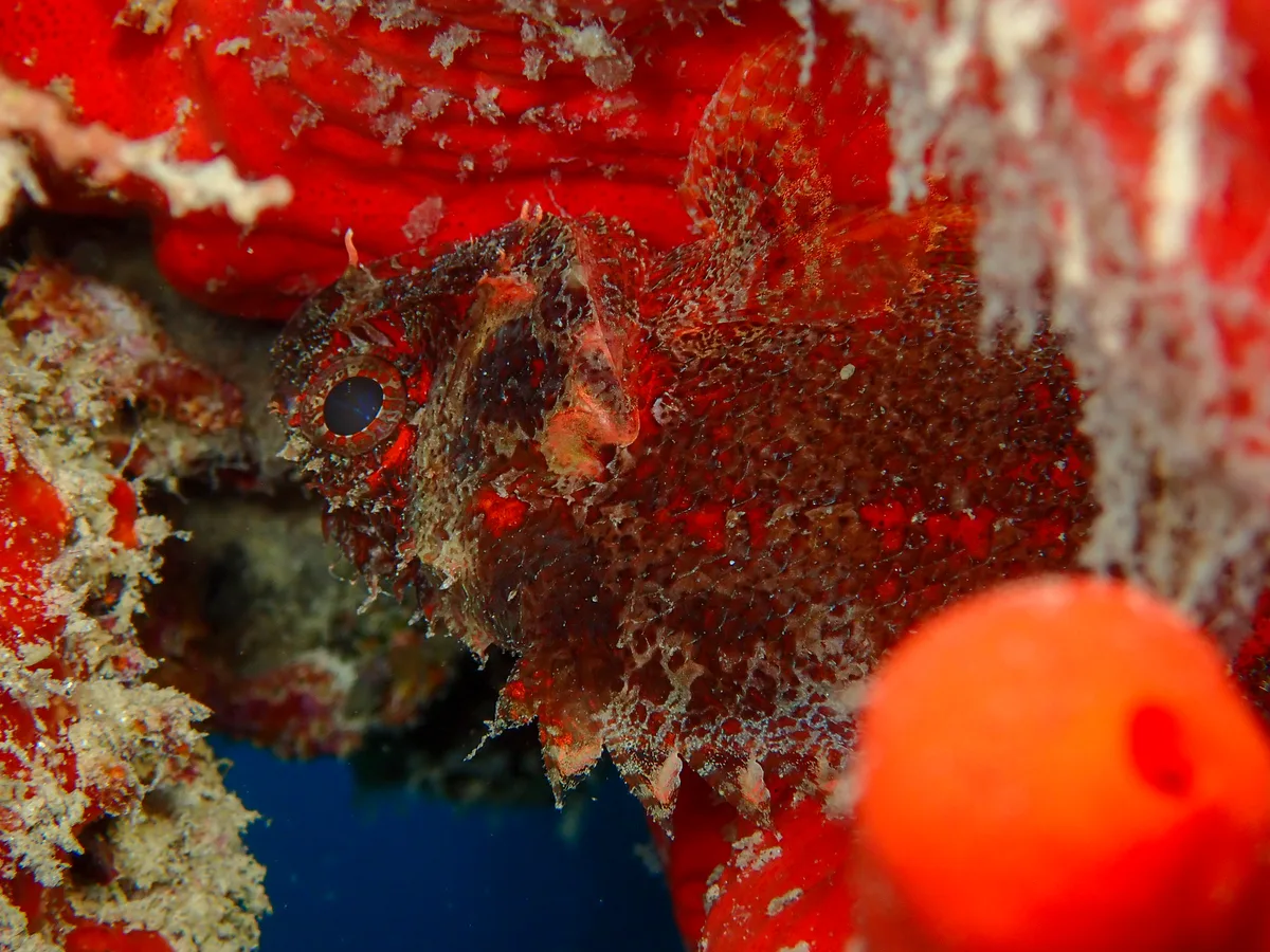 Shortfin Dwarf Lionfish