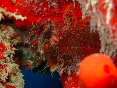 Shortfin Dwarf Lionfish