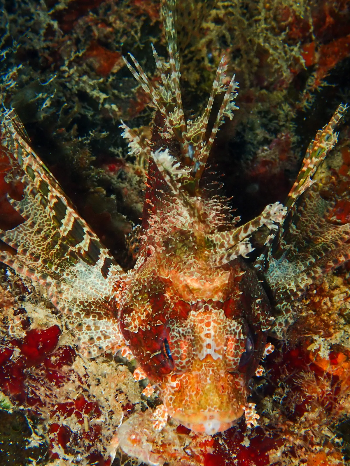 Shortfin Dwarf Lionfish