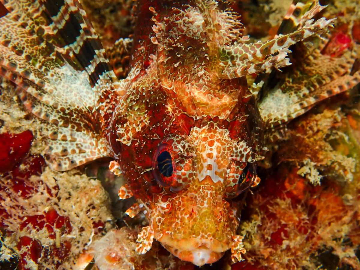 Shortfin Dwarf Lionfish