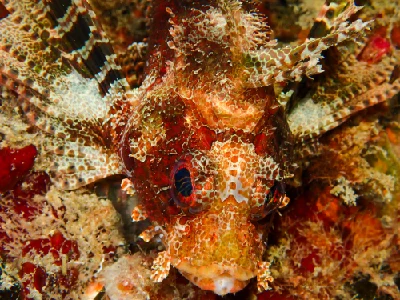 Shortfin Dwarf Lionfish
