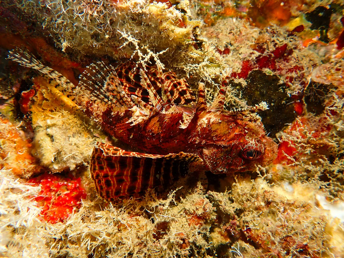 Shortfin Dwarf Lionfish