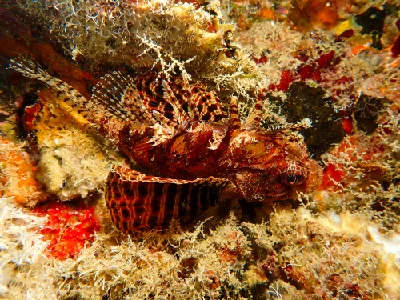 Shortfin Dwarf Lionfish