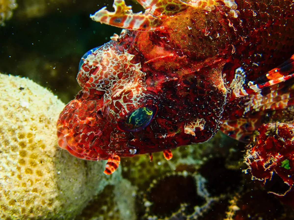 Shortfin Dwarf Lionfish