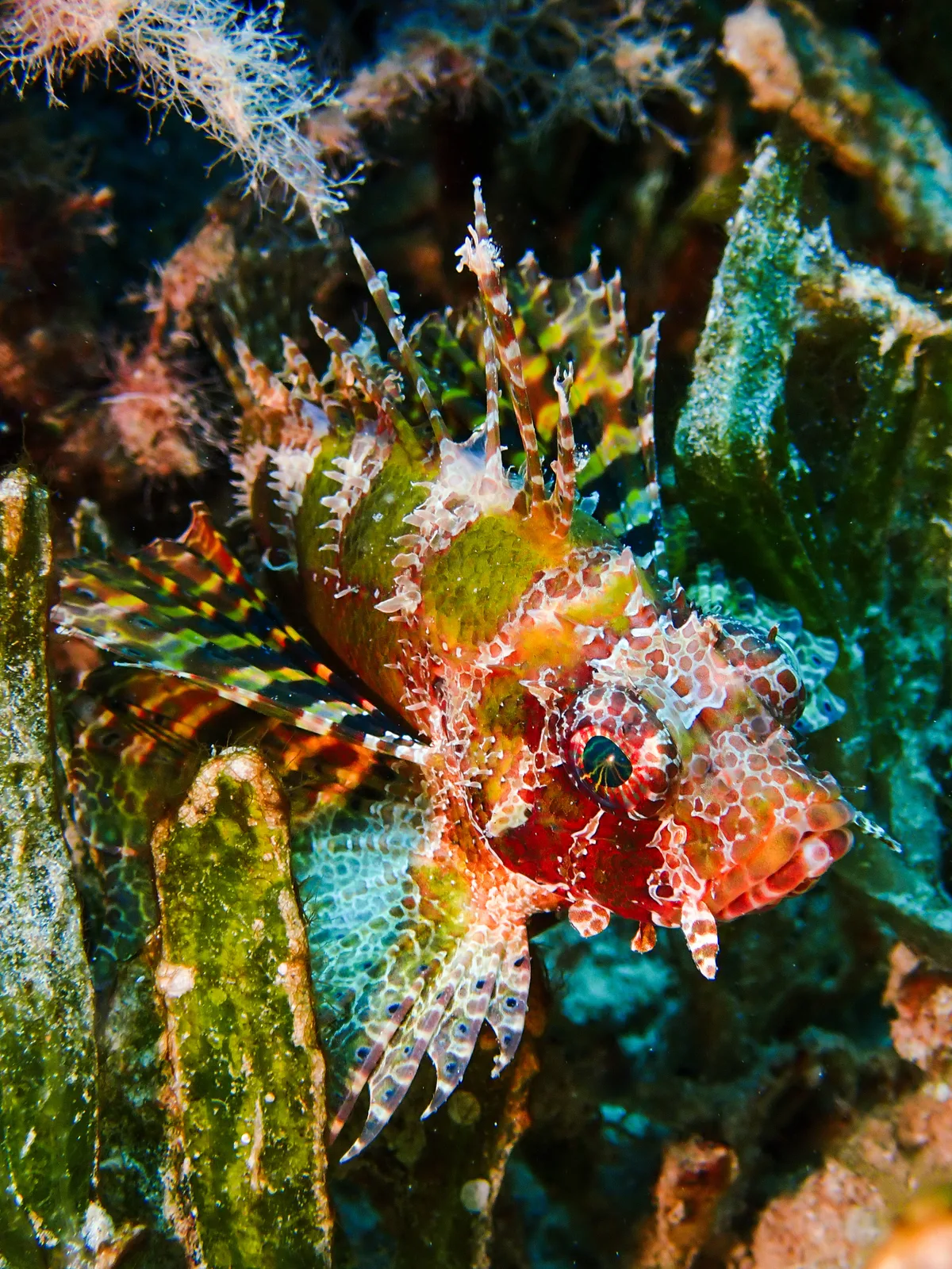 Shortfin Dwarf Lionfish