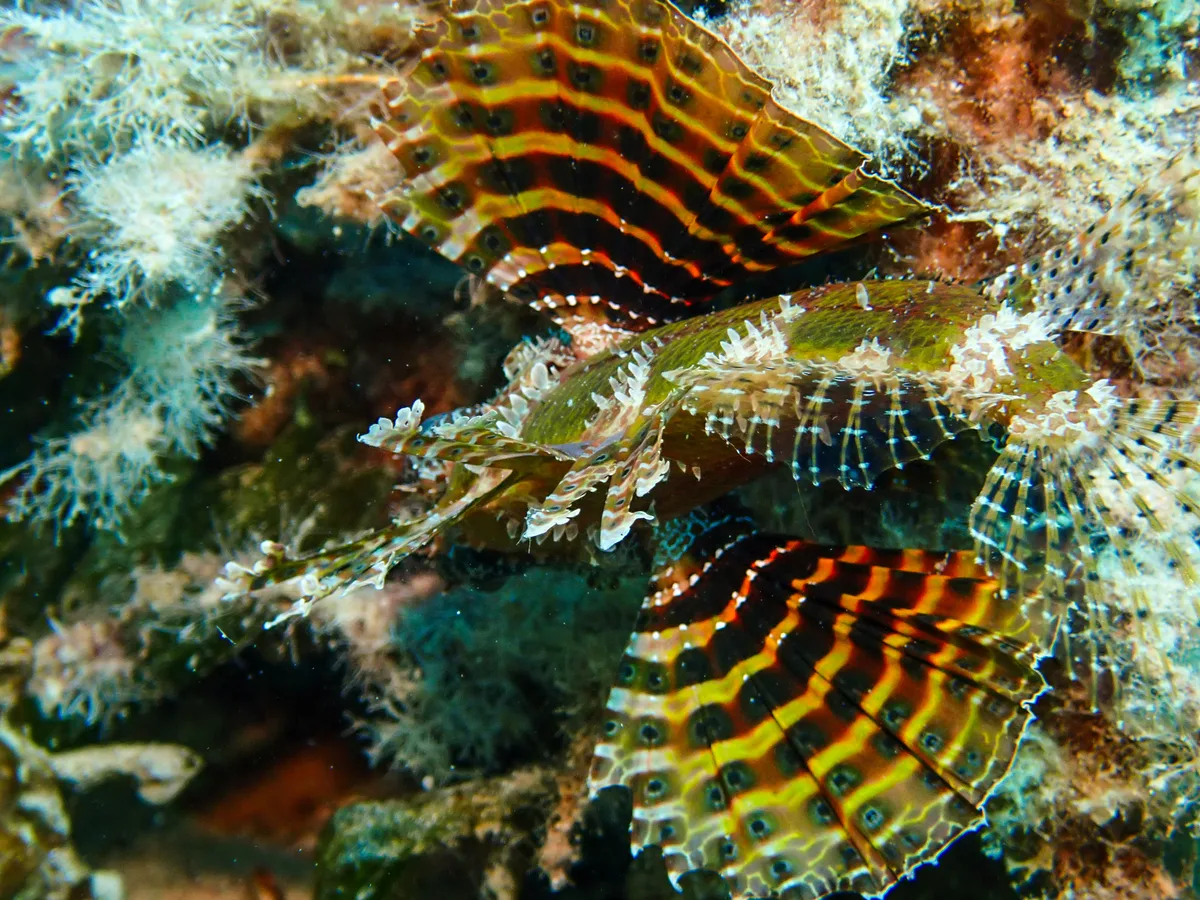 Shortfin Dwarf Lionfish