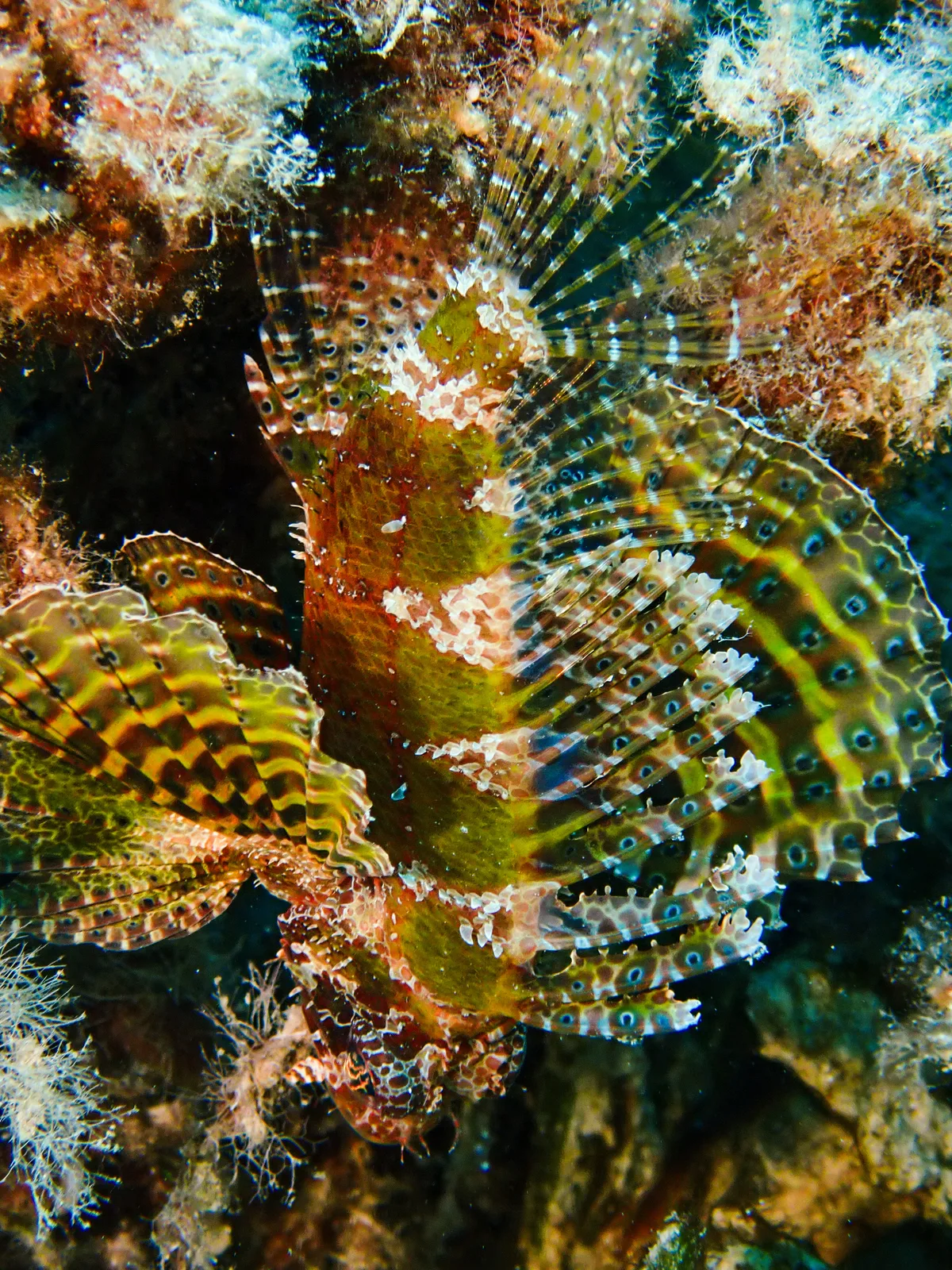 Shortfin Dwarf Lionfish