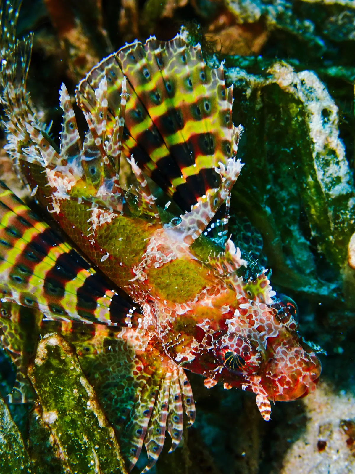 Shortfin Dwarf Lionfish