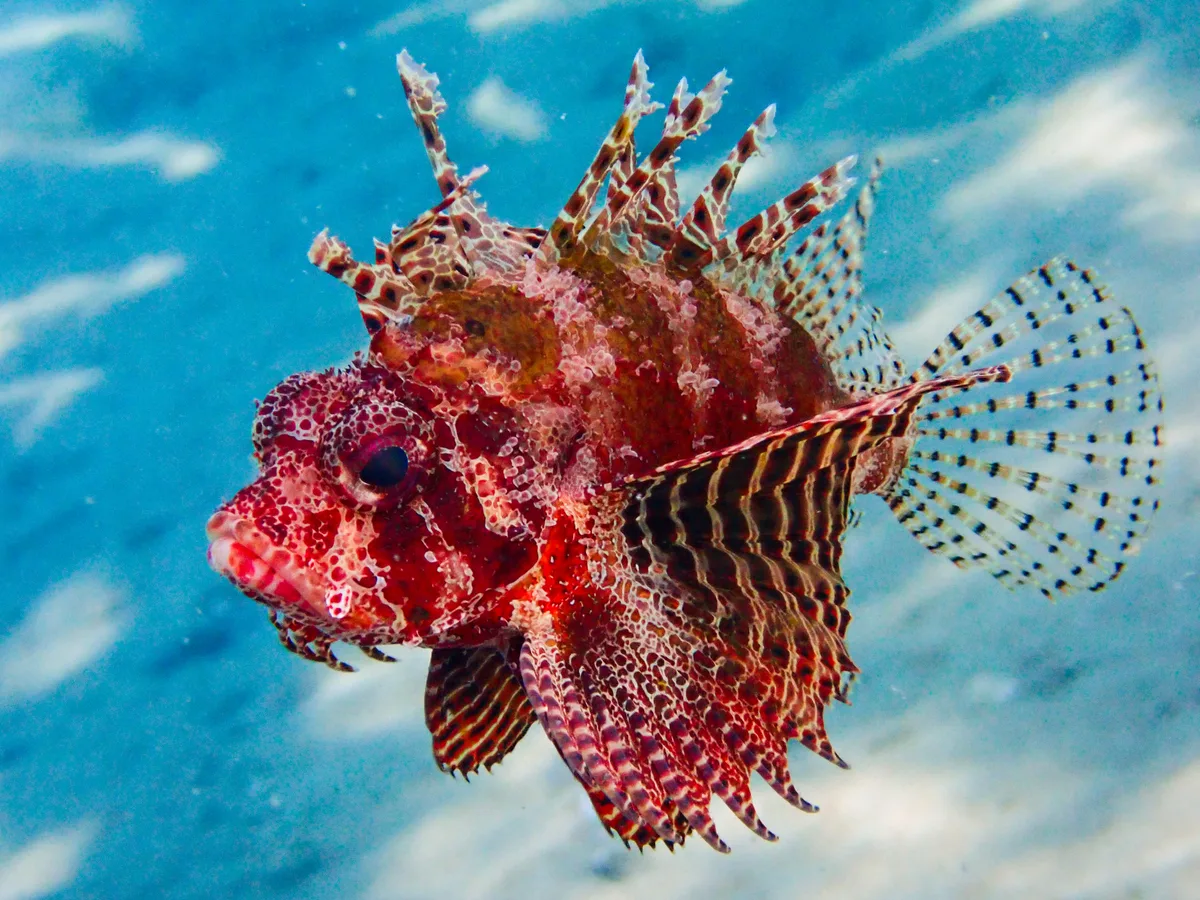Shortfin Dwarf Lionfish