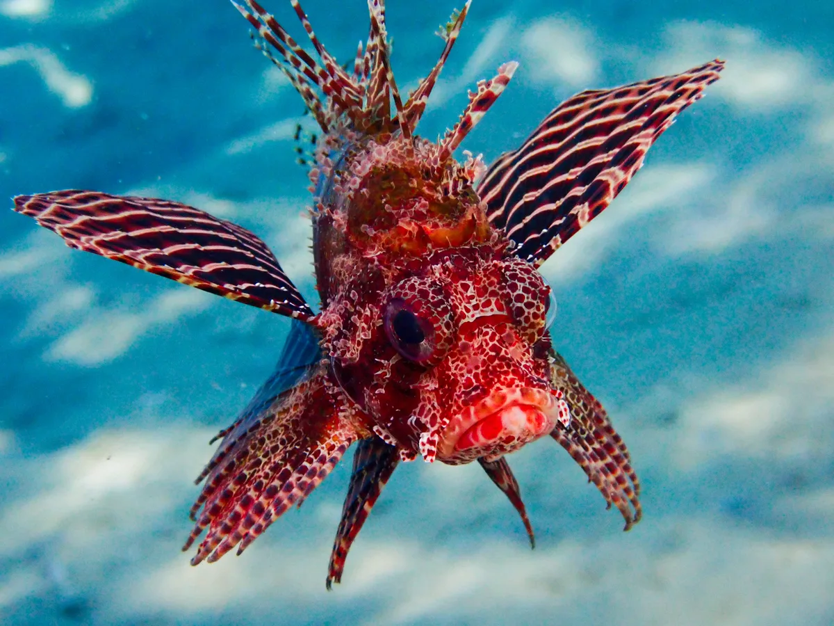 Shortfin Dwarf Lionfish