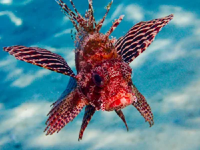 Shortfin Dwarf Lionfish