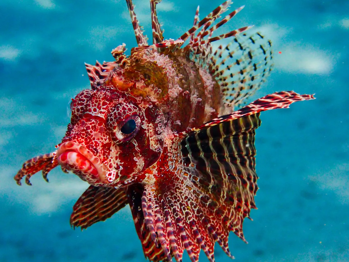 Shortfin Dwarf Lionfish