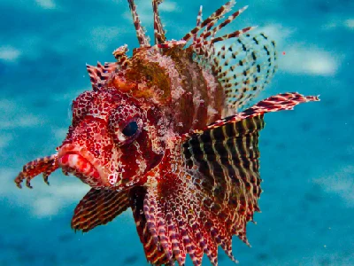 Shortfin Dwarf Lionfish