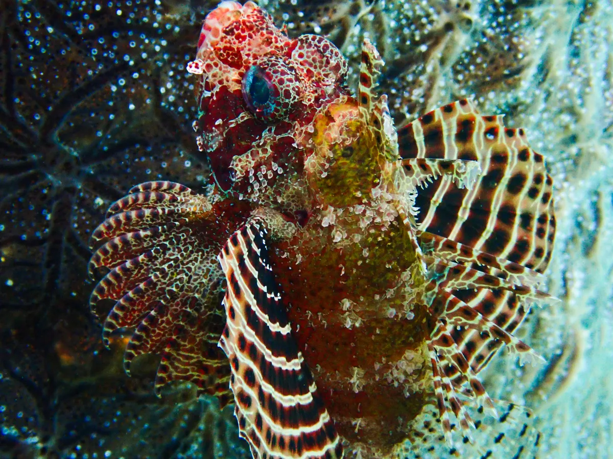 Shortfin Dwarf Lionfish