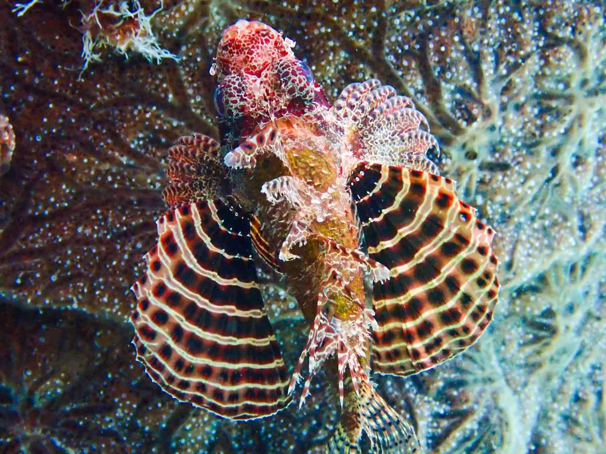 Shortfin Dwarf Lionfish