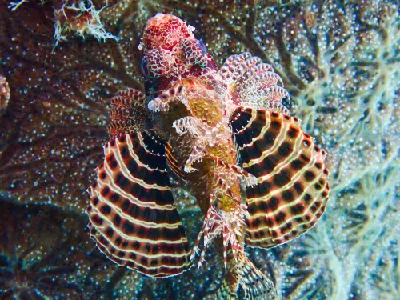 Shortfin Dwarf Lionfish