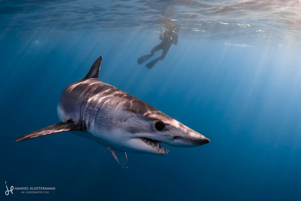 My first Mako!