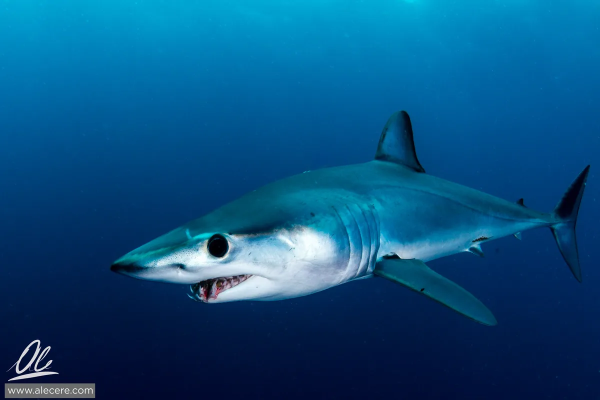Mako!