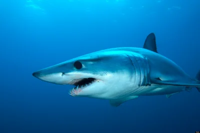 Shortfin Mako Shark