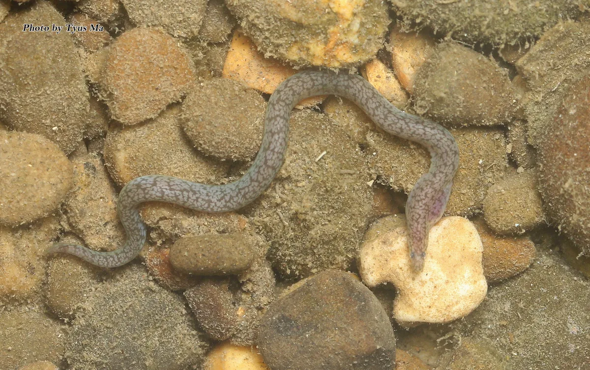 Uropterygius micropterus (Bleeker, 1852)