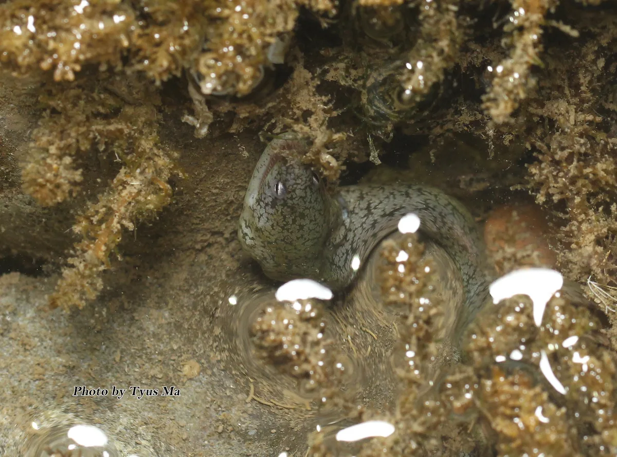 Uropterygius micropterus (Bleeker, 1852)