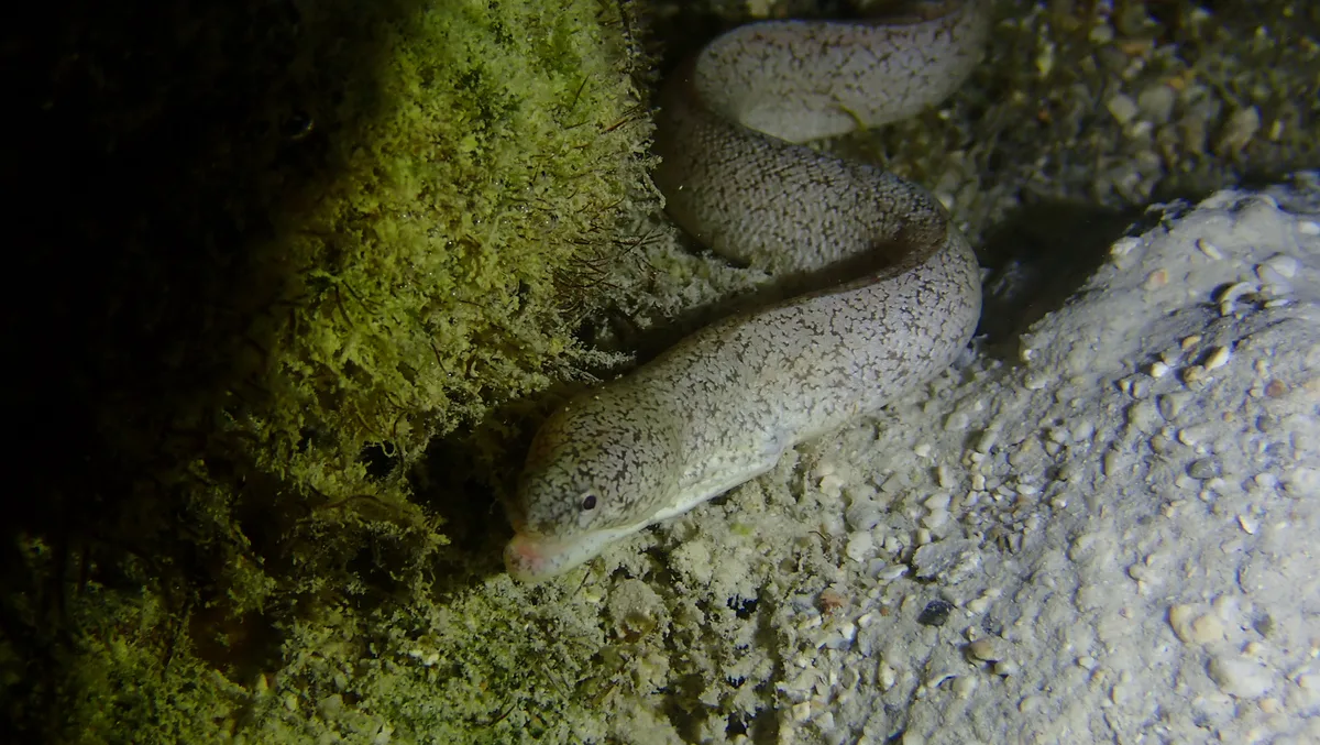 Uropterygius micropterus - South Andaman, Andaman and Nicobar Islands, IN