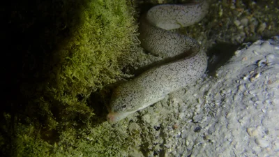 Uropterygius micropterus - South Andaman, Andaman and Nicobar Islands, IN