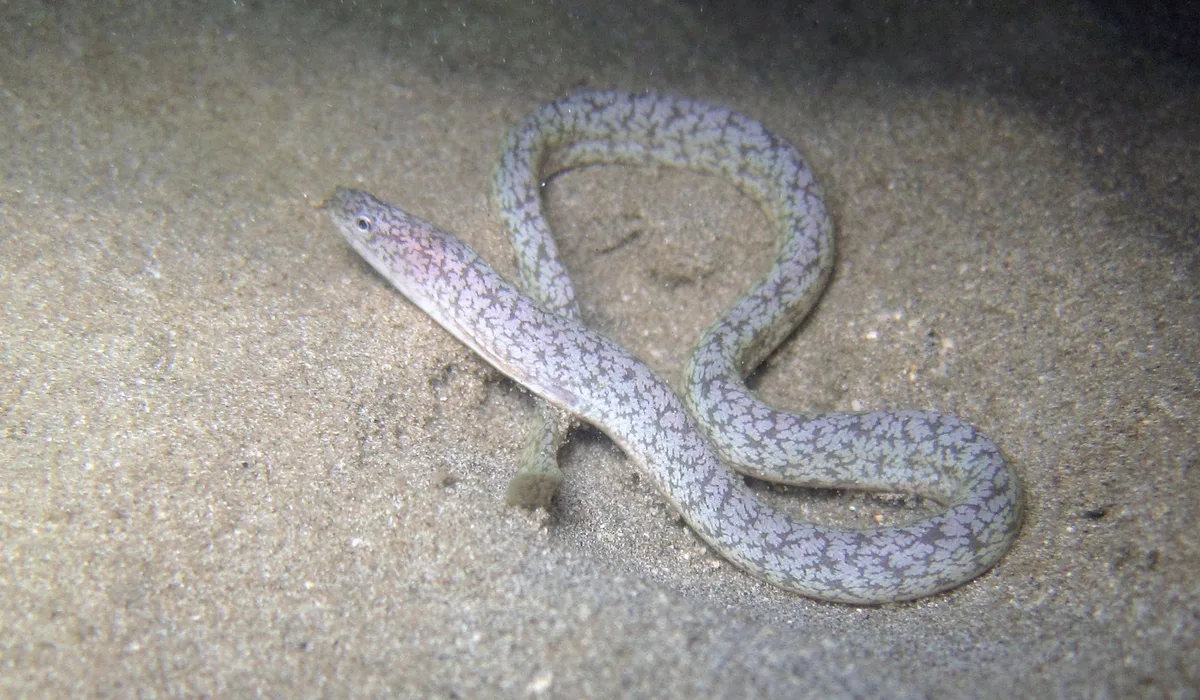 Uropterygius micropterus - Pamandzi, YT