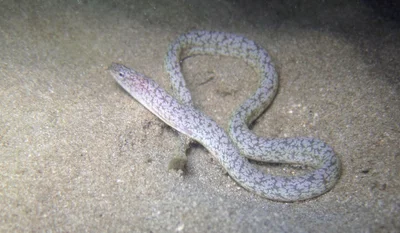 Uropterygius micropterus - Pamandzi, YT