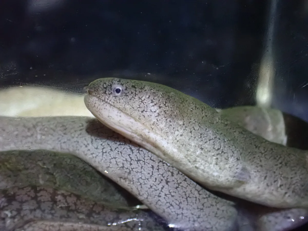 Uropterygius micropterus - 日本、〒901-0334 沖縄県糸満市大度