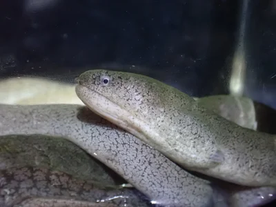 Uropterygius micropterus - 日本、〒901-0334 沖縄県糸満市大度
