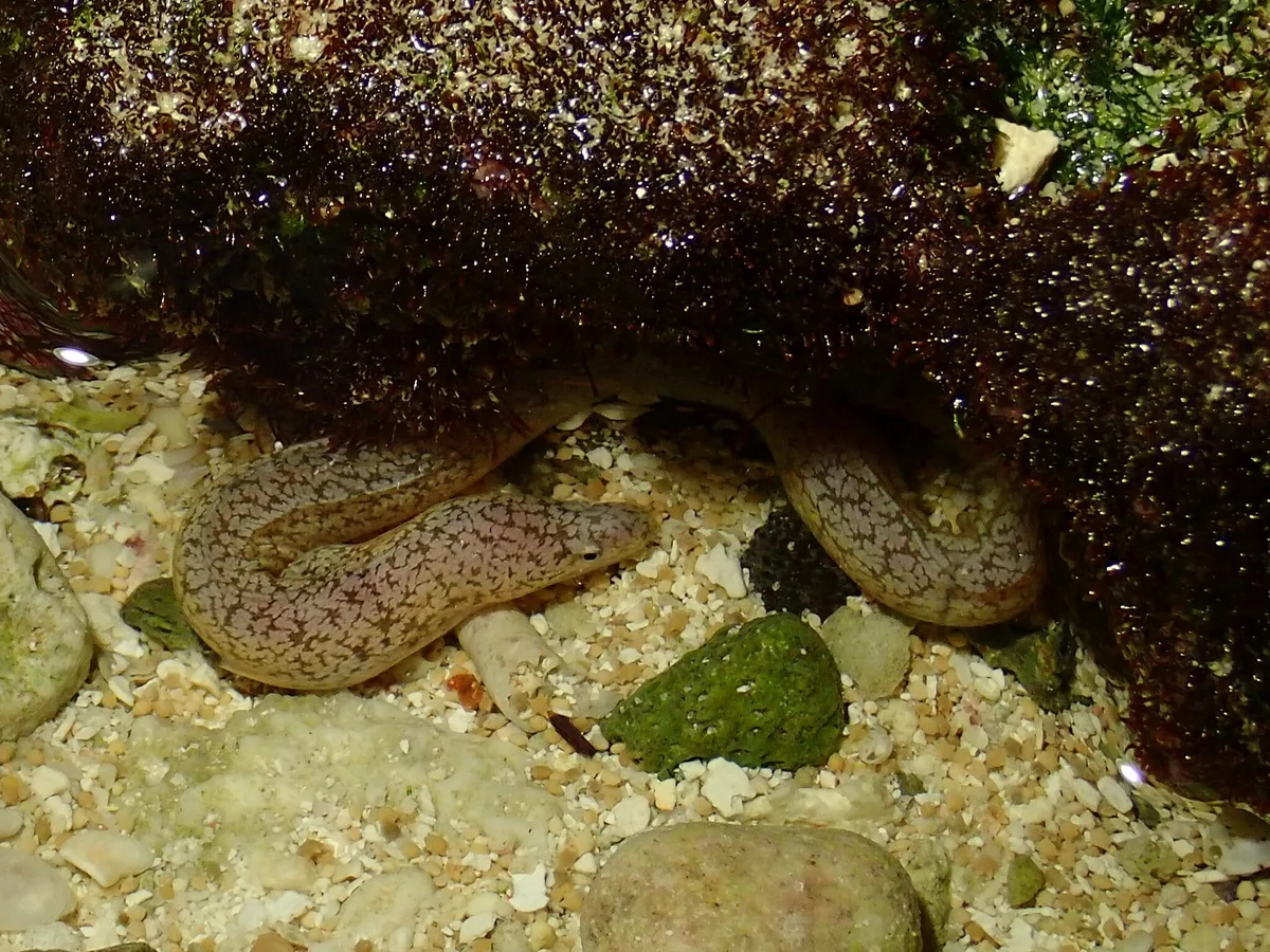 Uropterygius micropterus - Guam, 66010