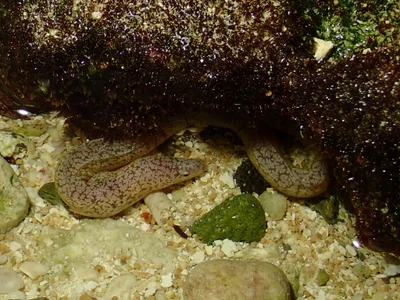 Uropterygius micropterus - Guam, 66010