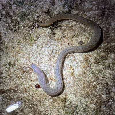 Uropterygius micropterus - Guam, US