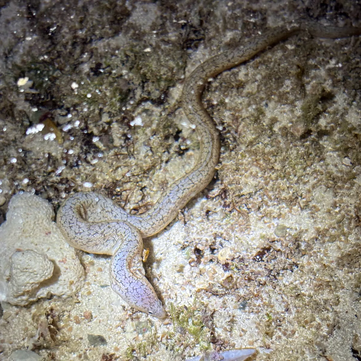 Uropterygius micropterus - Guam, US