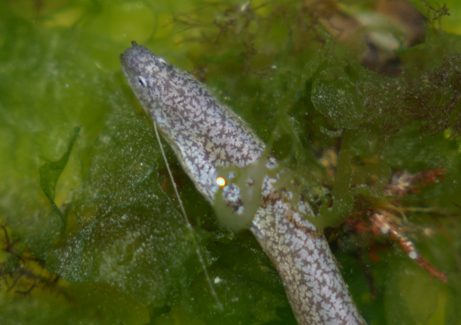 Uropterygius micropterus - Kusini, TZ-ZS, TZ
